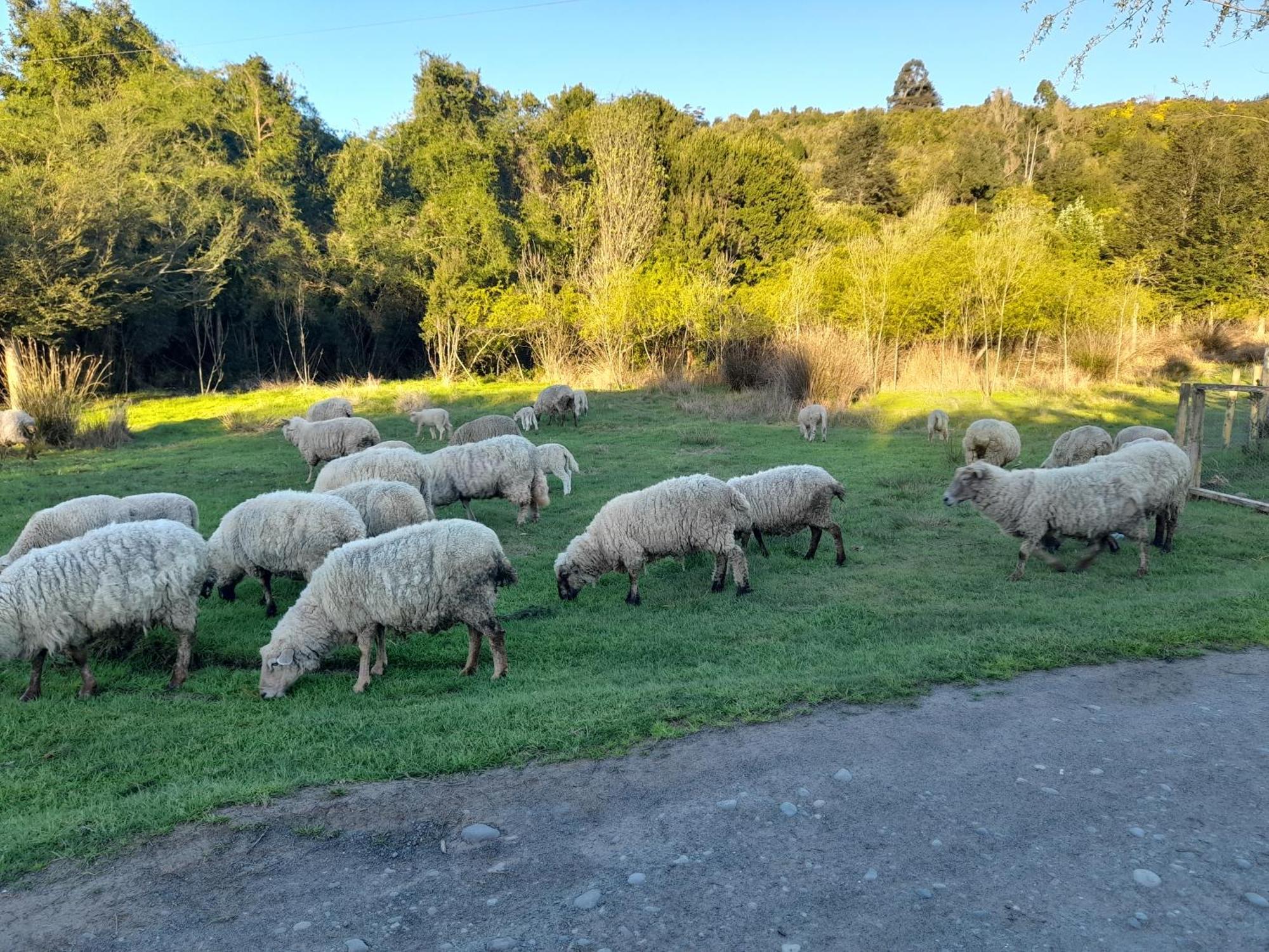 Lodge Guarida Del Trauco Puqueldon Pokój zdjęcie